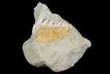 Rare, Fossil Cow Shark (Hexanchus) Tooth - Bakersfield, CA #173064-1